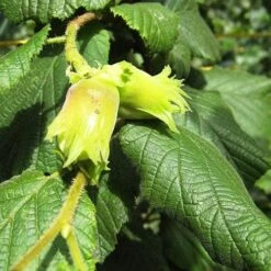 Cobnut - Corylus Avellana Cosford Cob -Fruit Garden Shop Hazel Cosford Cob 03