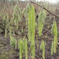 Cobnut - Corylus Avellana Cosford Cob -Fruit Garden Shop Hazel Cosford Cob 04