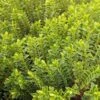 Hebe Buxifolia Nana