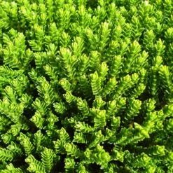 Hebe Buxifolia Nana -Fruit Garden Shop Hebe Buxifolia 03