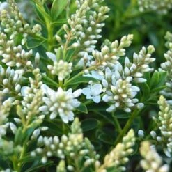 Hebe Buxifolia Nana -Fruit Garden Shop Hebe Buxifolia 04