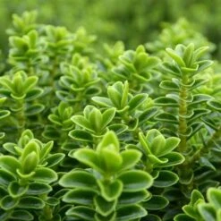 Hebe Buxifolia Nana -Fruit Garden Shop Hebe Buxifolia 05