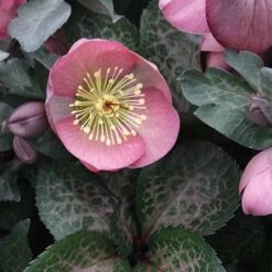 Helleborus X Hybridus Pretty Anna Pink -Fruit Garden Shop Helleborus Pretty Anna Pink 02