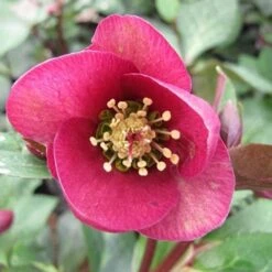 Helleborus X Hybridus Pretty Anna Pink -Fruit Garden Shop Helleborus Pretty Anna Pink 04