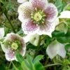 Helleborus X Hybridus Pretty Anna Spotted 1 Helleborus X Hybridus Pretty Anna Spotted -Fruit Garden Shop Helleborus Pretty Anna Spotted 01