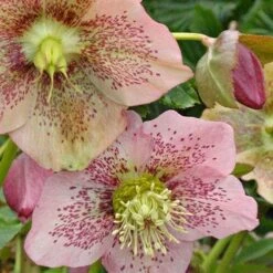Helleborus X Hybridus Pretty Anna Spotted -Fruit Garden Shop Helleborus Pretty Anna Spotted 02
