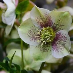 Helleborus X Hybridus Pretty Anna Spotted -Fruit Garden Shop Helleborus Pretty Anna Spotted 03