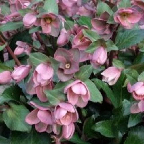 Helleborus X Ericsmithii Angel Glow 4 Helleborus X Ericsmithii Angel Glow - Image 2