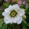 Helleborus X Hybridus Double Anna White -Fruit Garden Shop HelleborusDoubleAnnaWhiteFF 1
