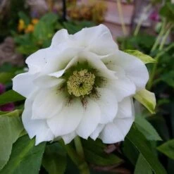 Helleborus X Hybridus Double Anna White
