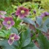 Helleborus Orientalis Viv® Victoria -Fruit Garden Shop HelleborusVivVictoria
