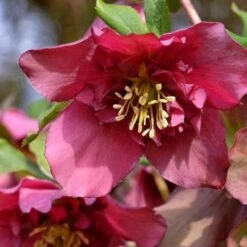 Helleborus X Hybridus Double Anna Red -Fruit Garden Shop Helleborus Double Anna Red 05