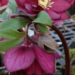 Helleborus X Hybridus Double Anna Red -Fruit Garden Shop Helleborus Double Red 01
