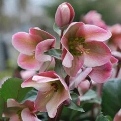 Helleborus X Ericsmithii Angel Glow 9 Helleborus X Ericsmithii Angel Glow -Fruit Garden Shop HellebrousAngelGlow