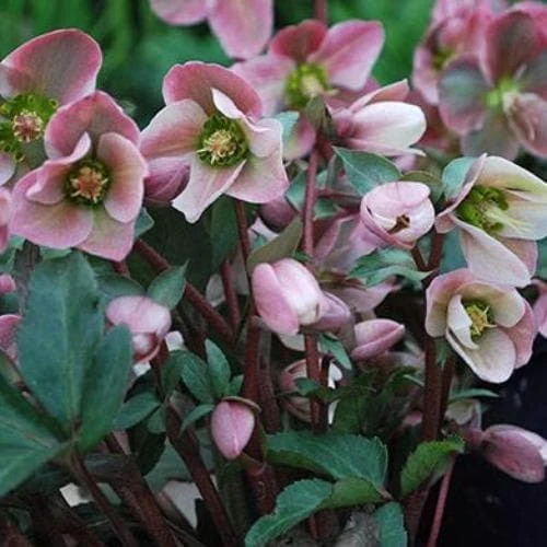 Helleborus X Ericsmithii Angel Glow 3 Helleborus X Ericsmithii Angel Glow