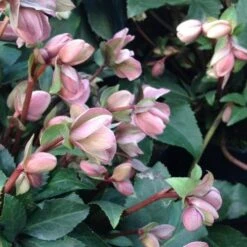 Helleborus X Ericsmithii Angel Glow 8 Helleborus X Ericsmithii Angel Glow -Fruit Garden Shop HellebrousAngelGlow3