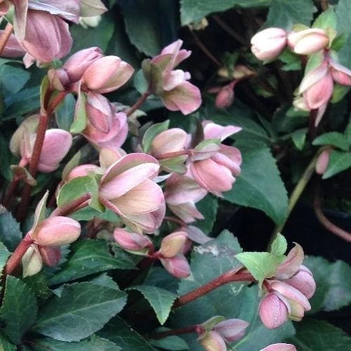 Helleborus X Ericsmithii Angel Glow 5 Helleborus X Ericsmithii Angel Glow - Image 3