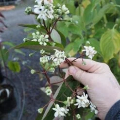 Heptacodium Miconioides -Fruit Garden Shop Heptacodium miconiodes
