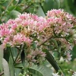 Heptacodium Miconioides -Fruit Garden Shop Heptacodium miconioides 03