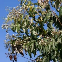 Heptacodium Miconioides -Fruit Garden Shop Heptacodium miconioides 06