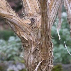 Heptacodium Miconioides -Fruit Garden Shop Heptacodium miconioides 07