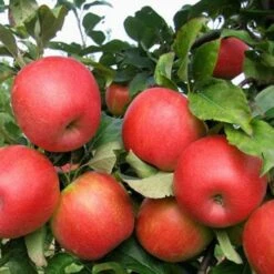 Apple Honeycrisp 8 Apple Honeycrisp -Fruit Garden Shop Honeycrisp03