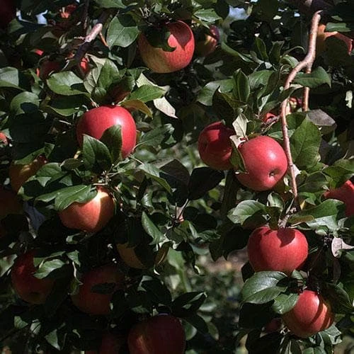 Apple Honeycrisp 6 Apple Honeycrisp - Image 4