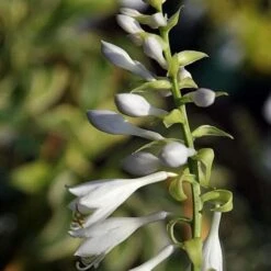 Hosta Blue Angel -Fruit Garden Shop Hosta Blue Angel 02