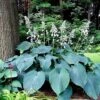 Hosta Blue Angel -Fruit Garden Shop Hosta Blue Angel 04