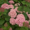 Hydrangea Arborescens Pink Annabelle 1 Hydrangea Arborescens Pink Annabelle -Fruit Garden Shop HydranegaPinkAnnabelle