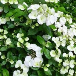 Hydrangea Macrophylla Runaway Bride -Fruit Garden Shop Hydrangea Runaway Bride 04