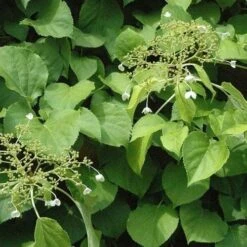 Hydrangea Anomala Brookside Littleleaf -Fruit Garden Shop Hydrangea anomala Brookside Little Leaf 04