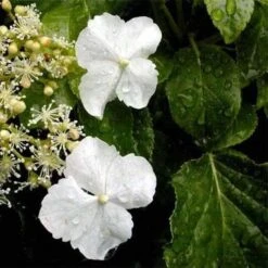 Hydrangea Anomala Brookside Littleleaf -Fruit Garden Shop Hydrangea anomala Brookside Little Leaf 05