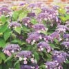Hydrangea Aspera Anthony Bullivant 1 Hydrangea Aspera Anthony Bullivant -Fruit Garden Shop Hydrangea aspera Anthony Bullivant 01