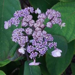 Hydrangea Aspera Anthony Bullivant 9 Hydrangea Aspera Anthony Bullivant -Fruit Garden Shop Hydrangea aspera Anthony Bullivant 04