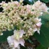 Hydrangea Involucrata Yokudanka -Fruit Garden Shop Hydrangea inv. Yokudanka 01