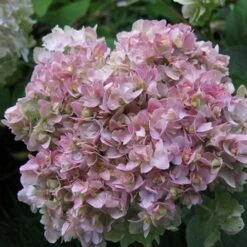 Hydrangea Involucrata Yokudanka -Fruit Garden Shop Hydrangea involucrata Yokudanka 03