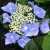 Hydrangea Macrophylla Blaumeise (Bluetit) -Fruit Garden Shop Hydrangea mac. Blaumeise 01