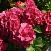 Hydrangea Macrophylla Red Baron -Fruit Garden Shop Hydrangea mac. Red Baron 01