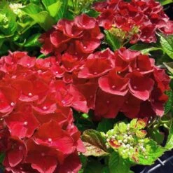 Hydrangea Macrophylla Red Baron -Fruit Garden Shop Hydrangea mac. Red Baron 03