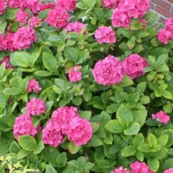 Hydrangea Macrophylla Red Baron -Fruit Garden Shop Hydrangea mac. Red Baron 04