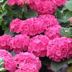 Hydrangea Macrophylla Red Baron -Fruit Garden Shop Hydrangea mac. Red Baron 05