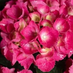 Hydrangea Macrophylla Red Baron -Fruit Garden Shop Hydrangea mac. Red Baron 06
