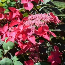 Fruit Garden Shop -Fruit Garden Shop Hydrangea mac. Selina 01
