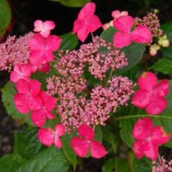 Hydrangea Macrophylla Selina
