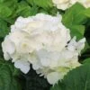 Hydrangea Macrophylla Shakira® 2 Hydrangea Macrophylla Shakira® -Fruit Garden Shop Hydrangea macrophylla Shakira 01
