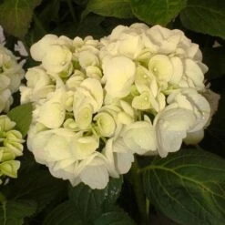 Hydrangea Macrophylla Shakira® -Fruit Garden Shop Hydrangea macrophylla Shakira 03