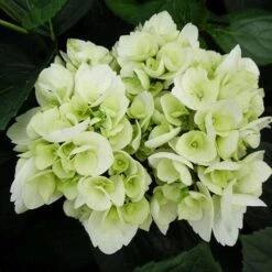 Hydrangea Macrophylla Shakira® -Fruit Garden Shop Hydrangea macrophylla Shakira 04