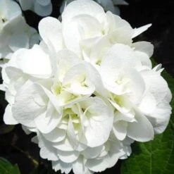Hydrangea Macrophylla Shakira® -Fruit Garden Shop Hydrangea macrophylla Shakira 06