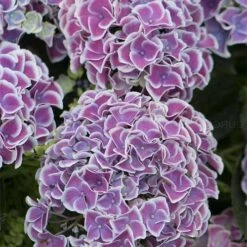 Hydrangea Macrophylla Tivoli -Fruit Garden Shop Hydrangea macrophylla Tivoli 02